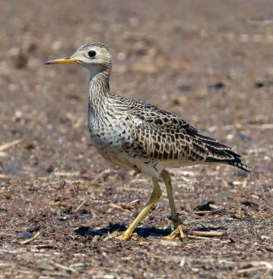 Upland Sandpiper