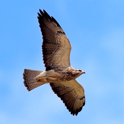 Swainson's Hawk