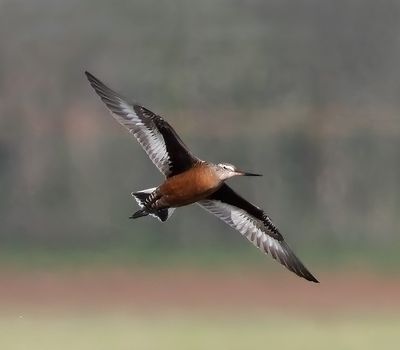 Hudsonian Godwit