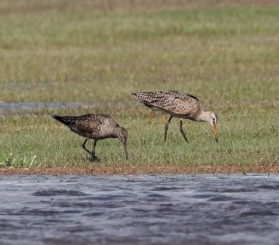 Hudsonian Godwits