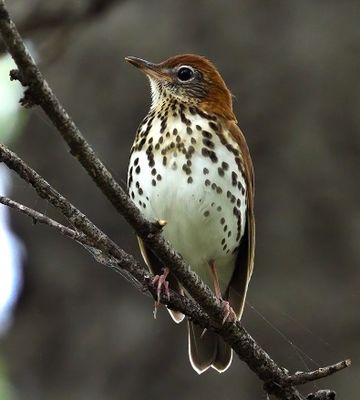 Wood Thrush