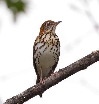 Wood Thrush