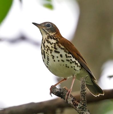 Wood Thrush 