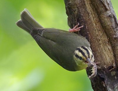 Worm-eating Warbler