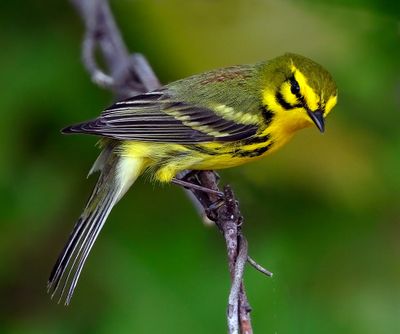 Prairie Warbler