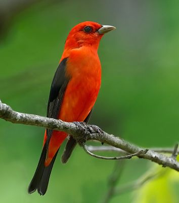 Scarlet Tanager