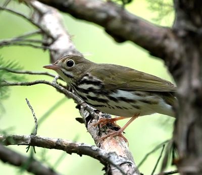 Ovenbird 