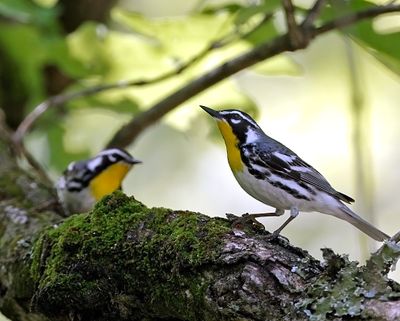 Yellow-throated Warblers