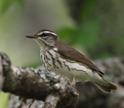 Louisiana Waterthrush