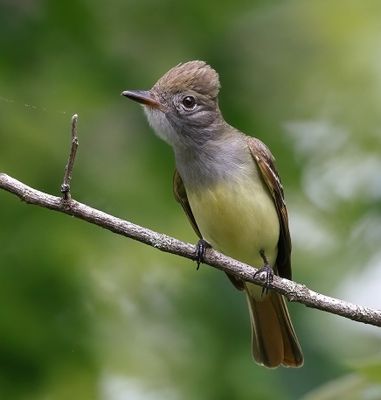 Great Crested Flycatcher
