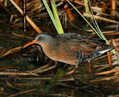 Virginia Rail 