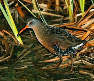 Virginia Rail 