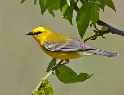 Blue-winged Warbler 