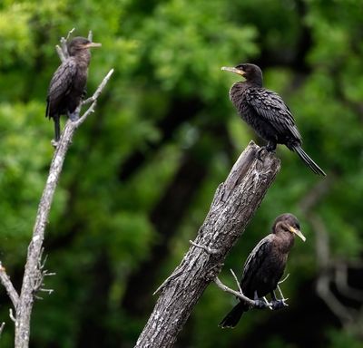 Neotropic Cormorants