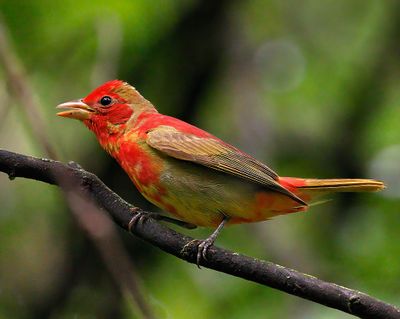 Summer Tanager