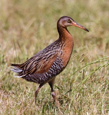 King Rail 
