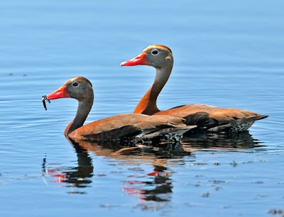 Black-bellied Whistling-Duck 