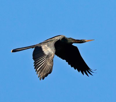 Anhinga 