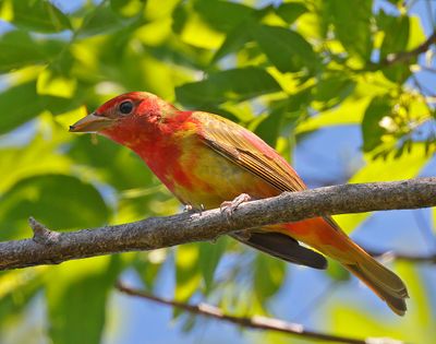 Summer Tanager