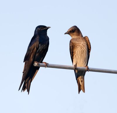 Purple Martins 
