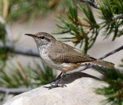 Rock Wren