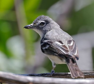 Plumbeous Vireo