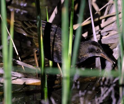Virginia Rail 