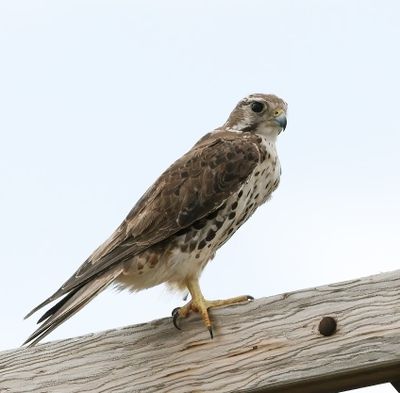Prairie Falcon 