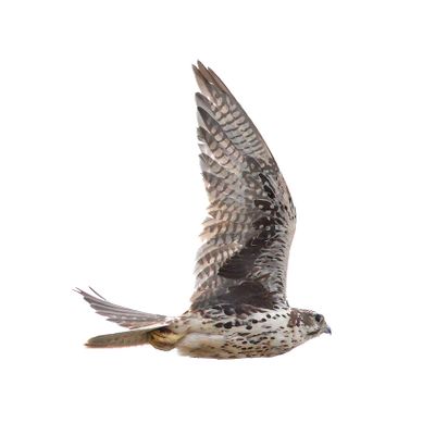 Prairie Falcon