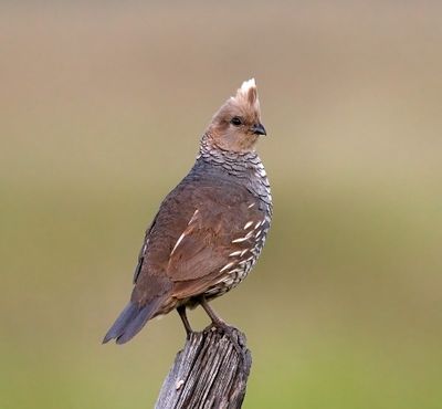 Scaled Quail 