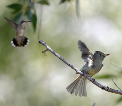 Gray Flycatcher