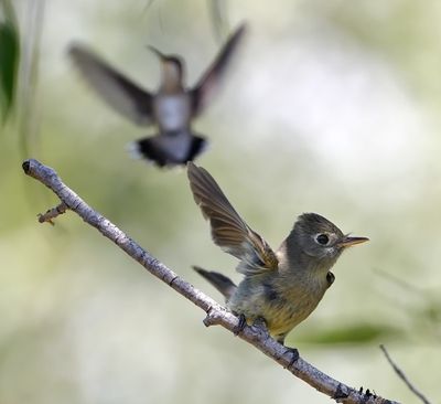 Gray Flycatcher