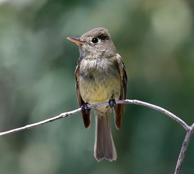 Gray Flycatcher