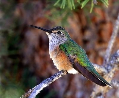 Broad-tailed Hummingbird