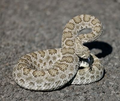 Prairie Rattlesnake