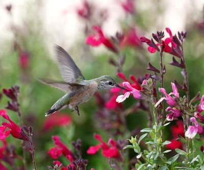 Calliope Hummingbird 