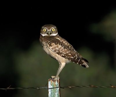 Burrowing Owl 