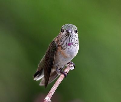 Calliope Hummingbird 