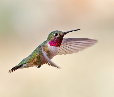 Broad-tailed Hummingbird