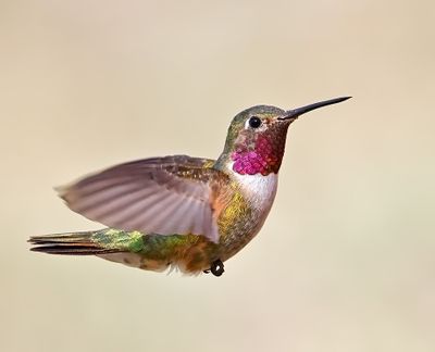 Broad-tailed Hummingbird