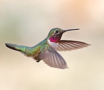 Broad-tailed Hummingbird