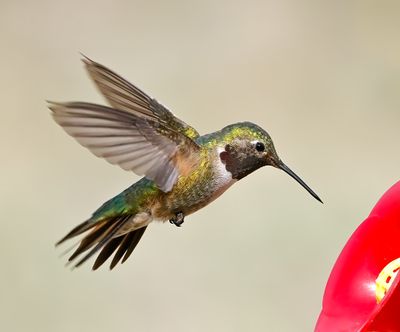 Broad-tailed Hummingbird