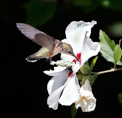 Calliope Hummingbird