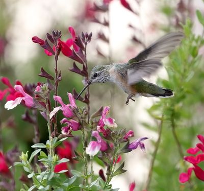 Calliope Hummingbird 