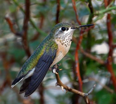 Calliope Hummingbird
