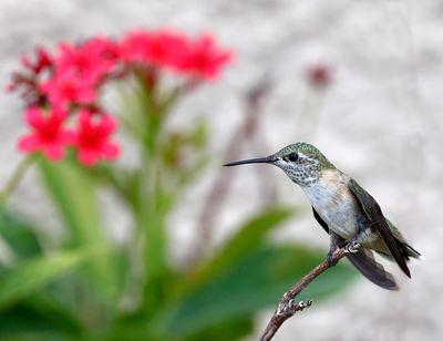 Calliope Hummingbird