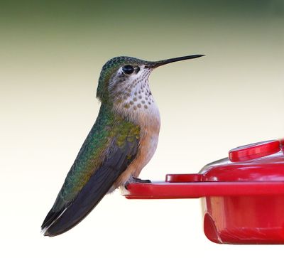 Calliope Hummingbird
