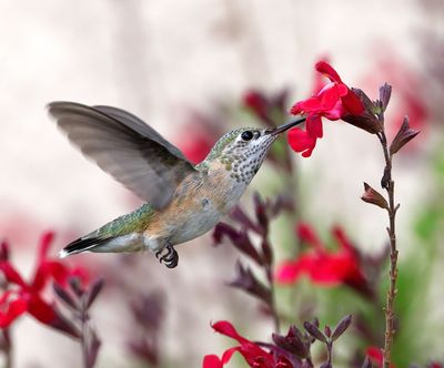 Calliope Hummingbird