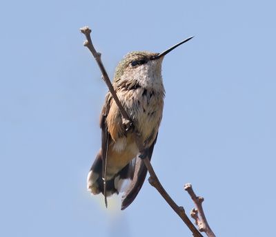 Calliope Hummingbird