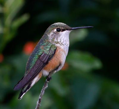 Rufous Hummingbird